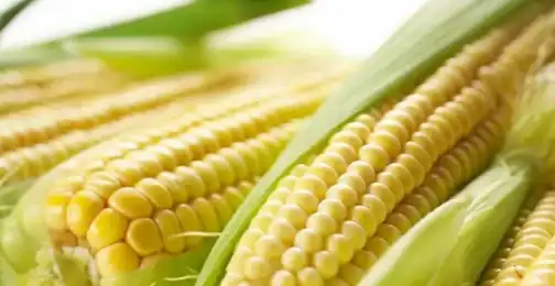 What is hydrolyzed corn protein?